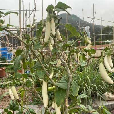 Organic farm - aubergine